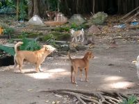 Network For Animals NTB Minta Pengendalian Anjing Liar Tak Sembarangan
